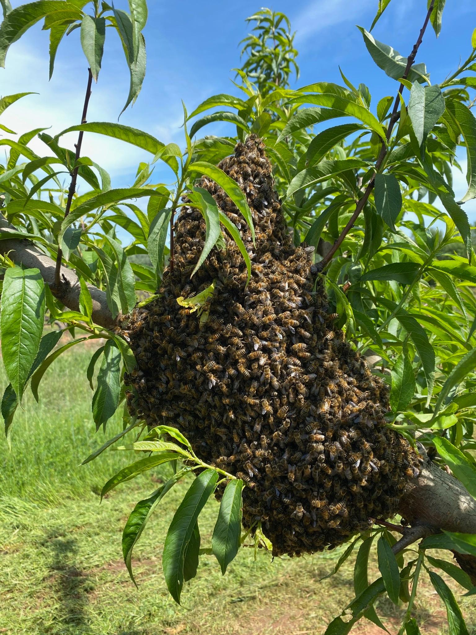 La pollinisation sans quoi rien n'aurait lieu dans les vignes de la cave cooprative des Vignerons de Taradeau 