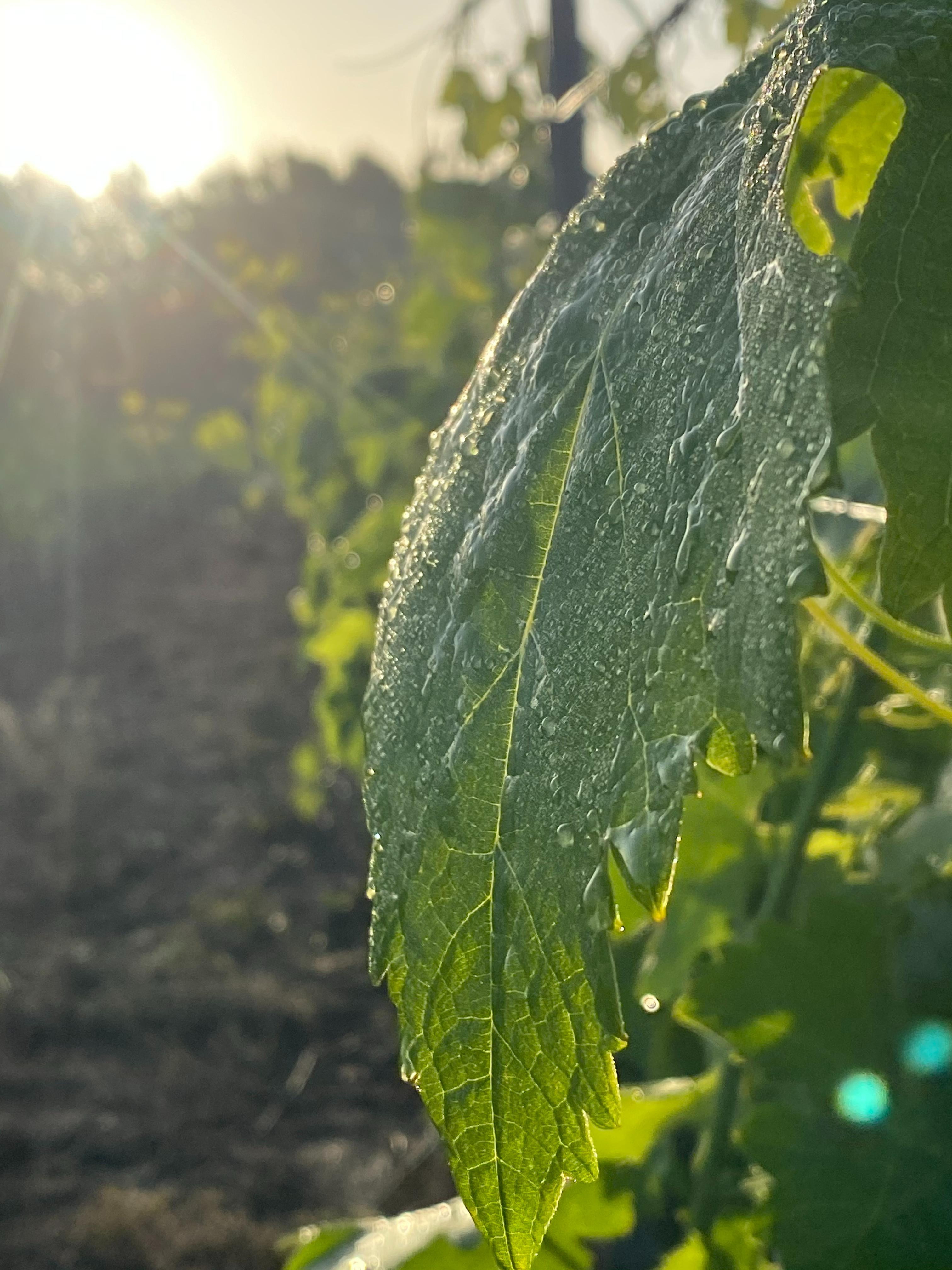 Vignes de la cave cooprative des Vignerons de Taradeau