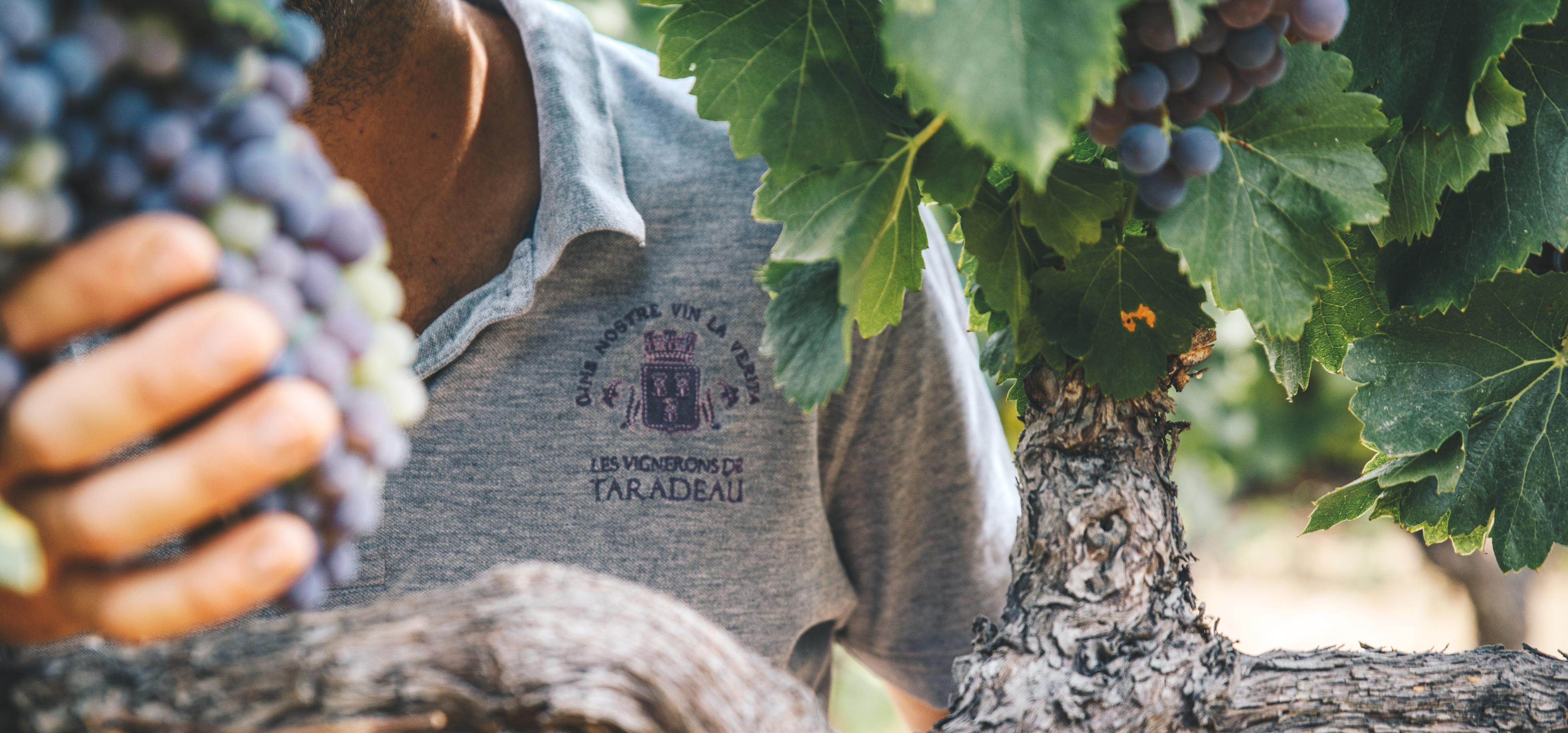 Les vignerons au cœur des dmarches HVE
