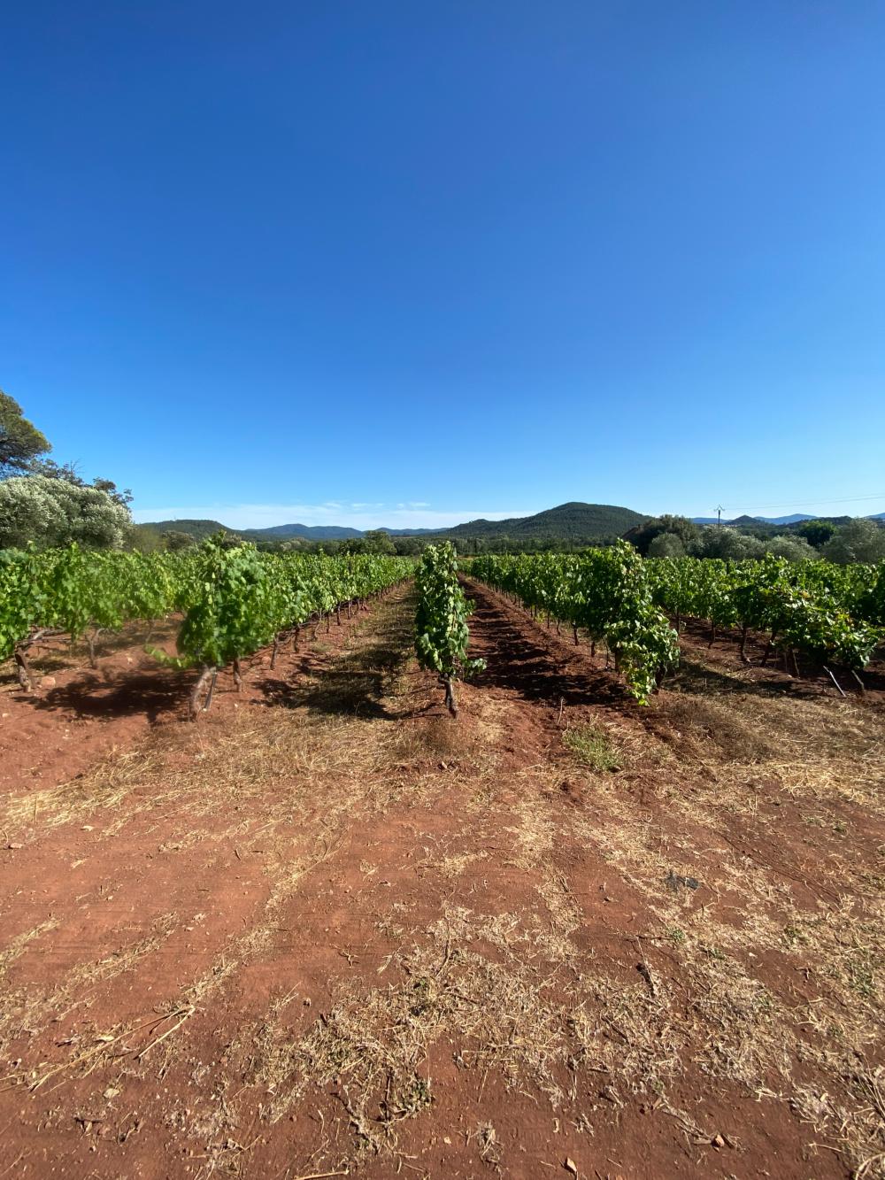 Vignes et terres des rougians 