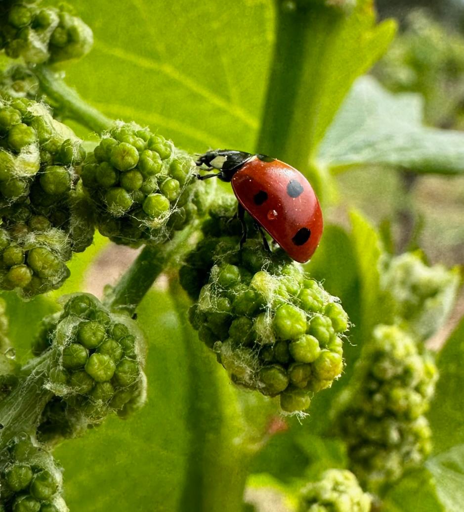 l'action essentielle des coccinelles dans les vignes : meilleur alli bio, vegan ou HVE des vignerons de la cave cooprative de Taradeau