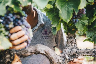 Le travail des hommes au service de la vigne dans le respect inconditionnel du terroir des terres de Taradeau