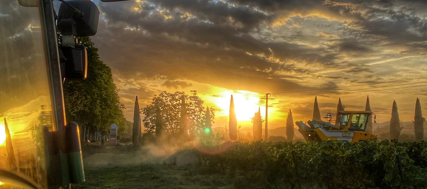 Les vignes des Vignerons de Taradeau au levé du soleil