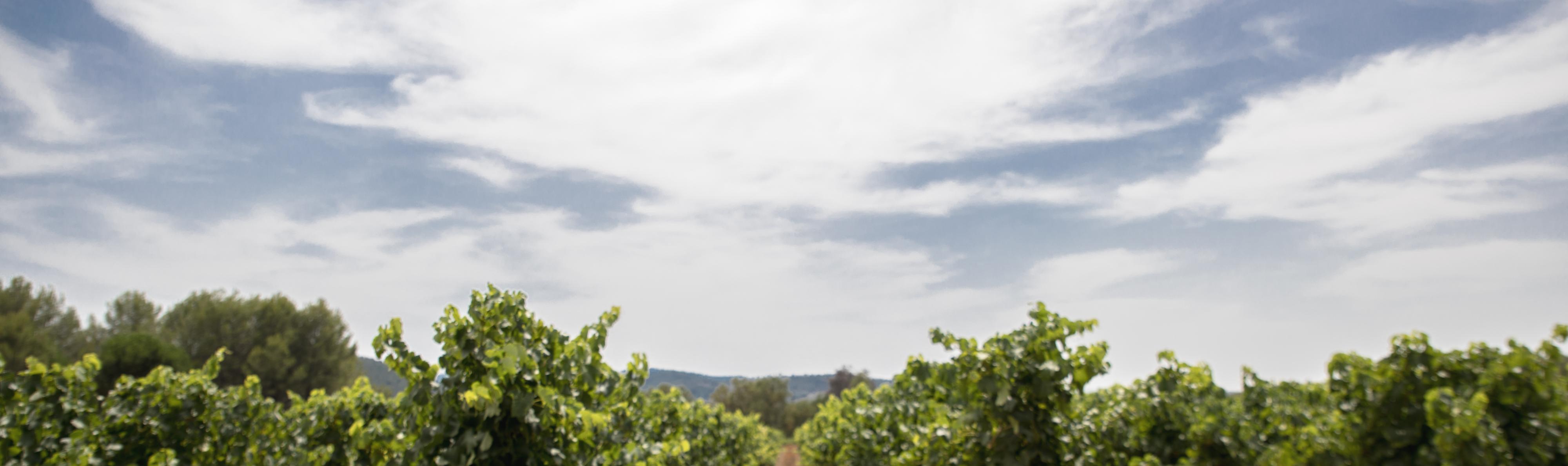 biodiversit dans les vignes des vins HVE de Taradeau