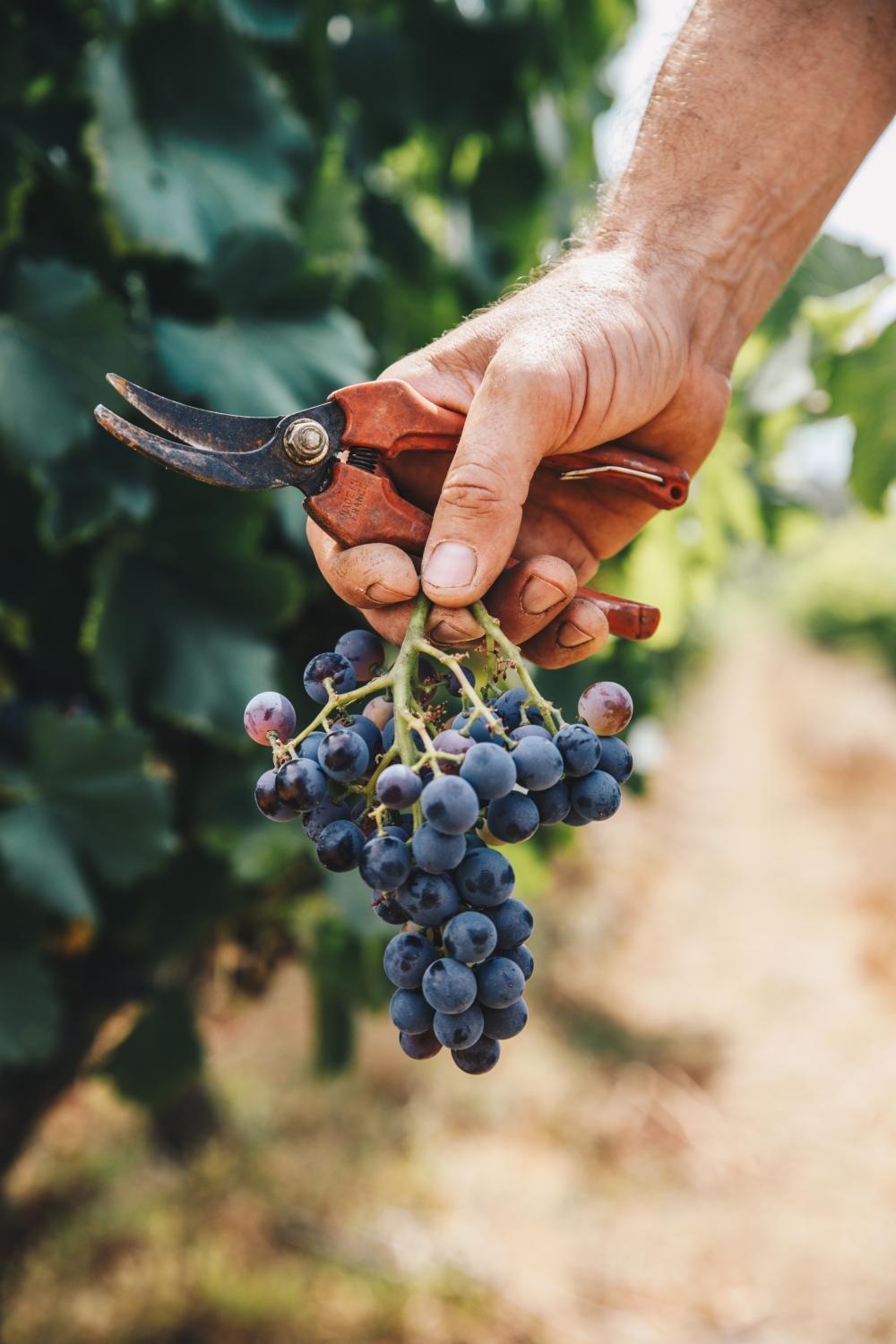 Grappe de raisins des rcoltes des Vignerons de Taradeau