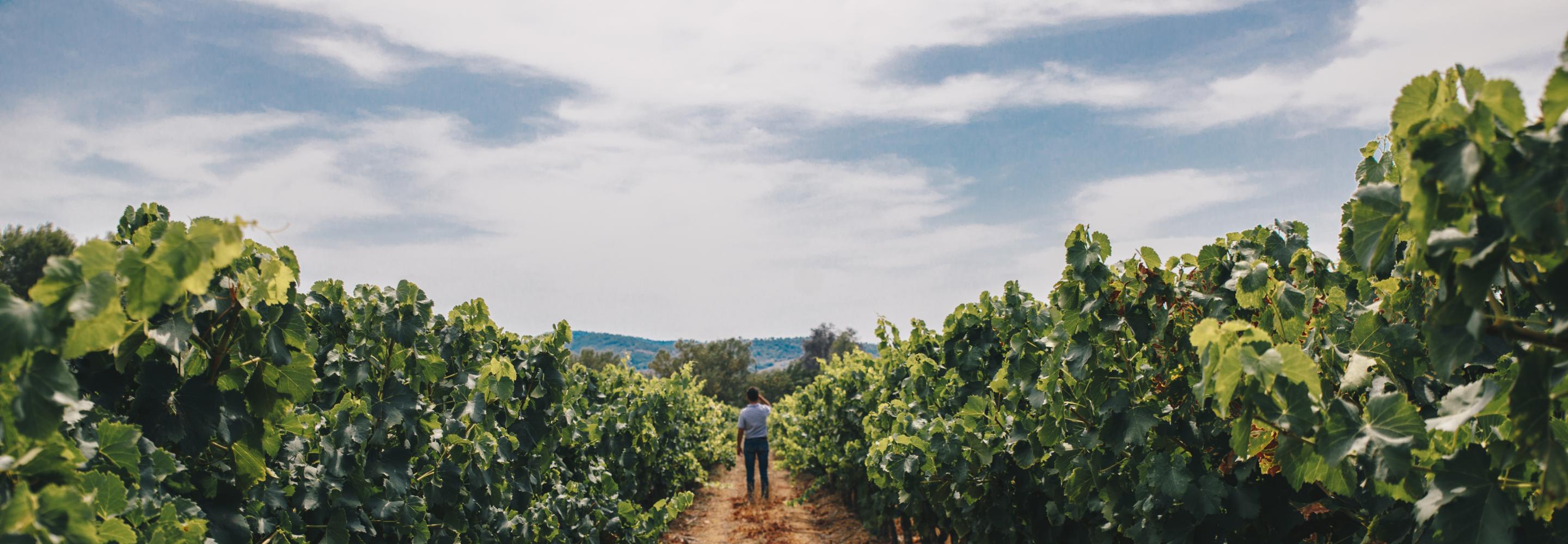Vignes des la cave des Vignerons de Taradeau