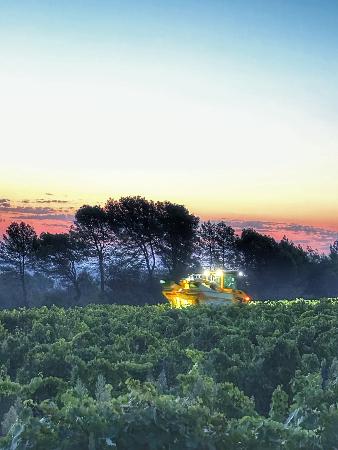 Les vignes provenales qui donnent naissance au nectar des Vignerons de Taradeau